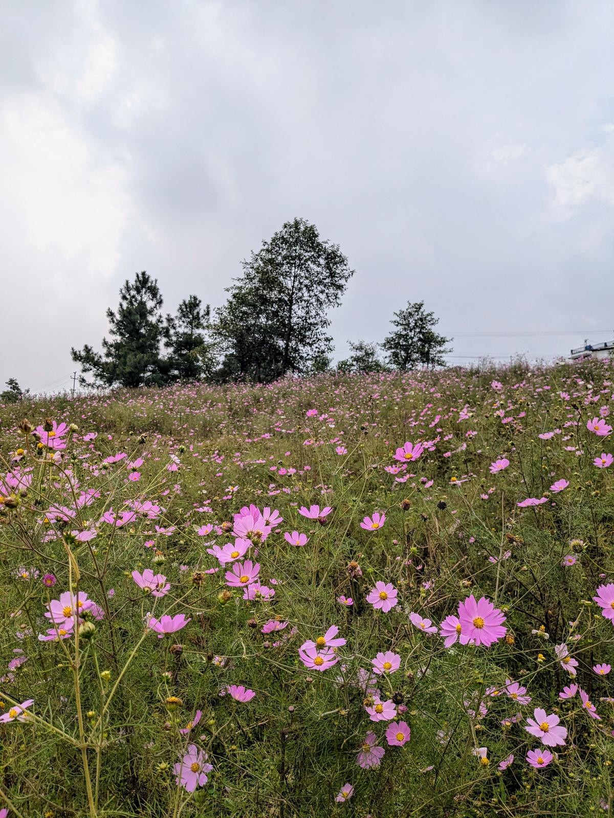 Cosmos Blossoms in Mylliem, Meghalaya