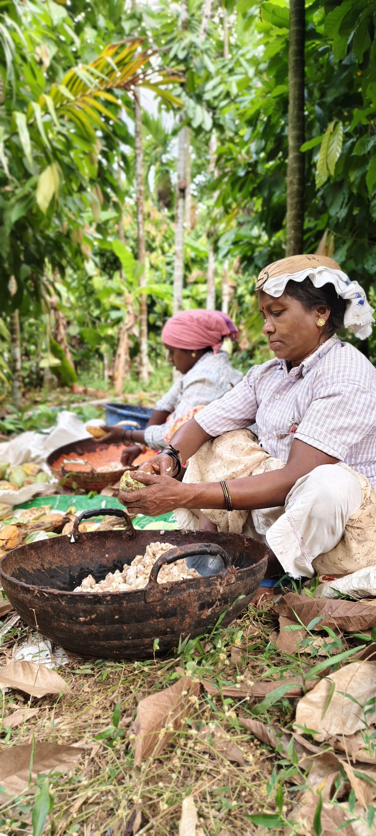 Indian cacao growers can only supply a quarter of the beans needed by the country’s chocolate market Indian cacao growers can only supply a quarter of the beans needed by the country’s chocolate market