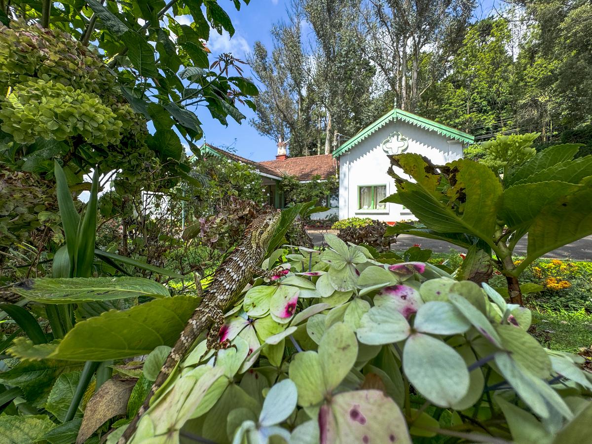 The Nilgiris salea, which is endemic to this region