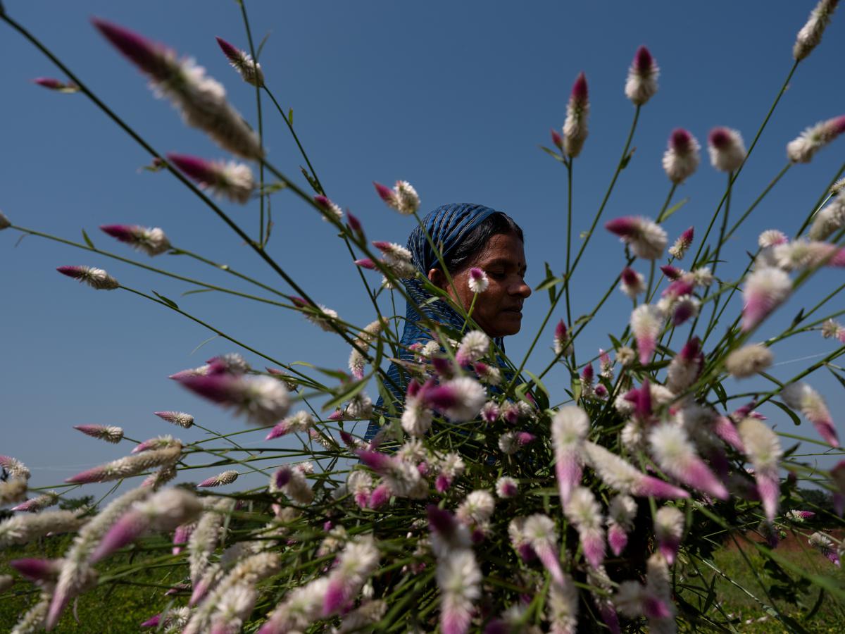 Rekha Sain harvests peanut stalks from her farm in Badanpur, Jhansi 