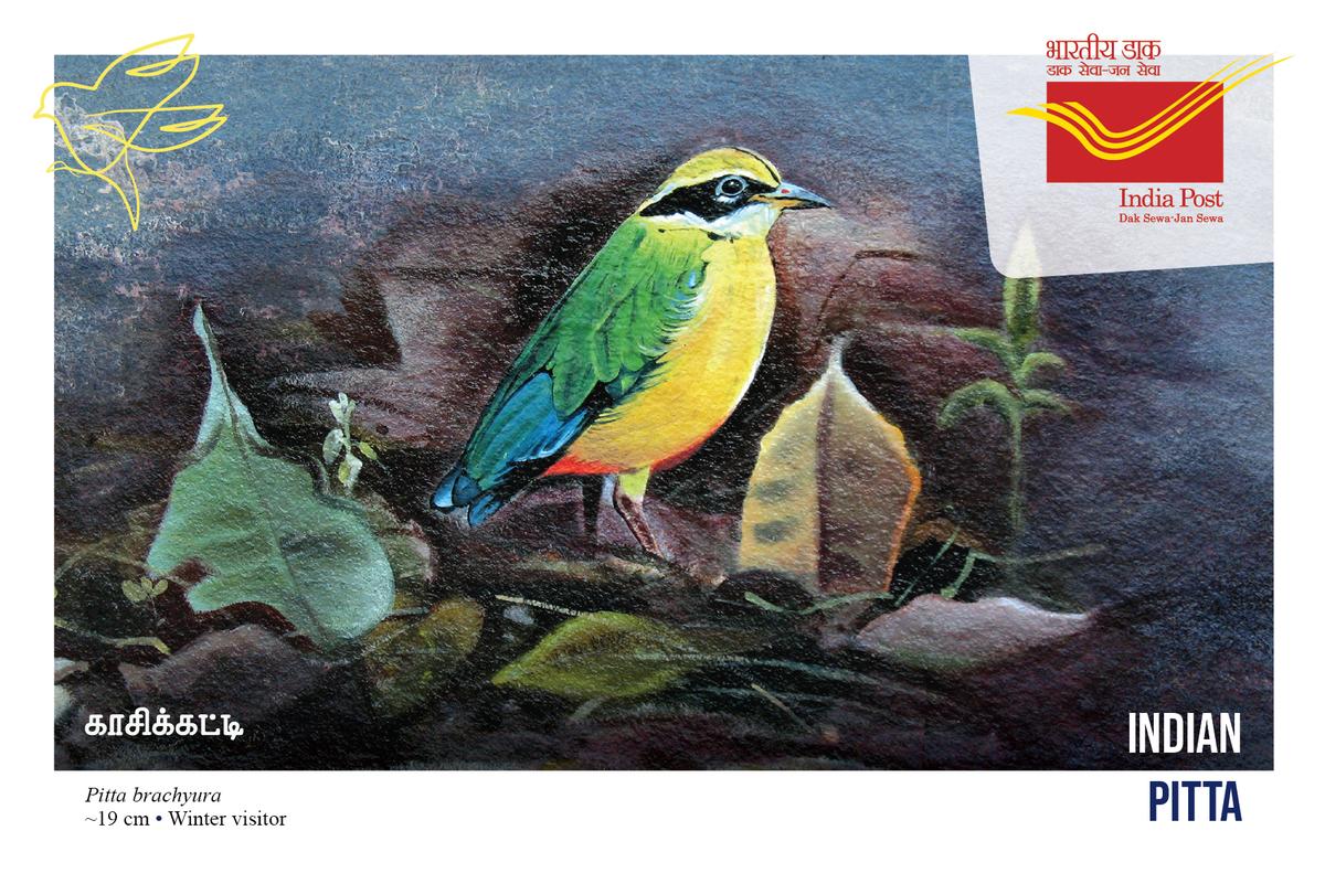 A postcard featuring the Indian pitta