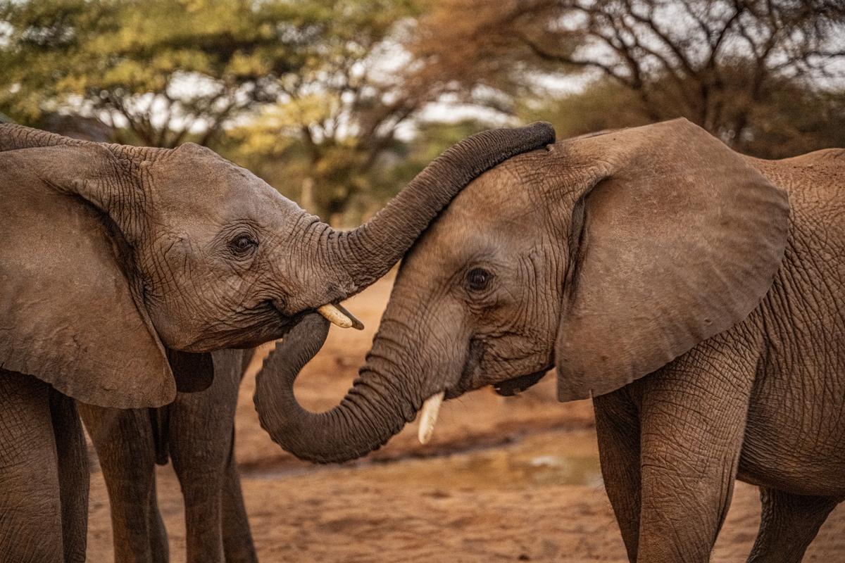 Orphaned elephants at Reteti Elephant Sanctuary