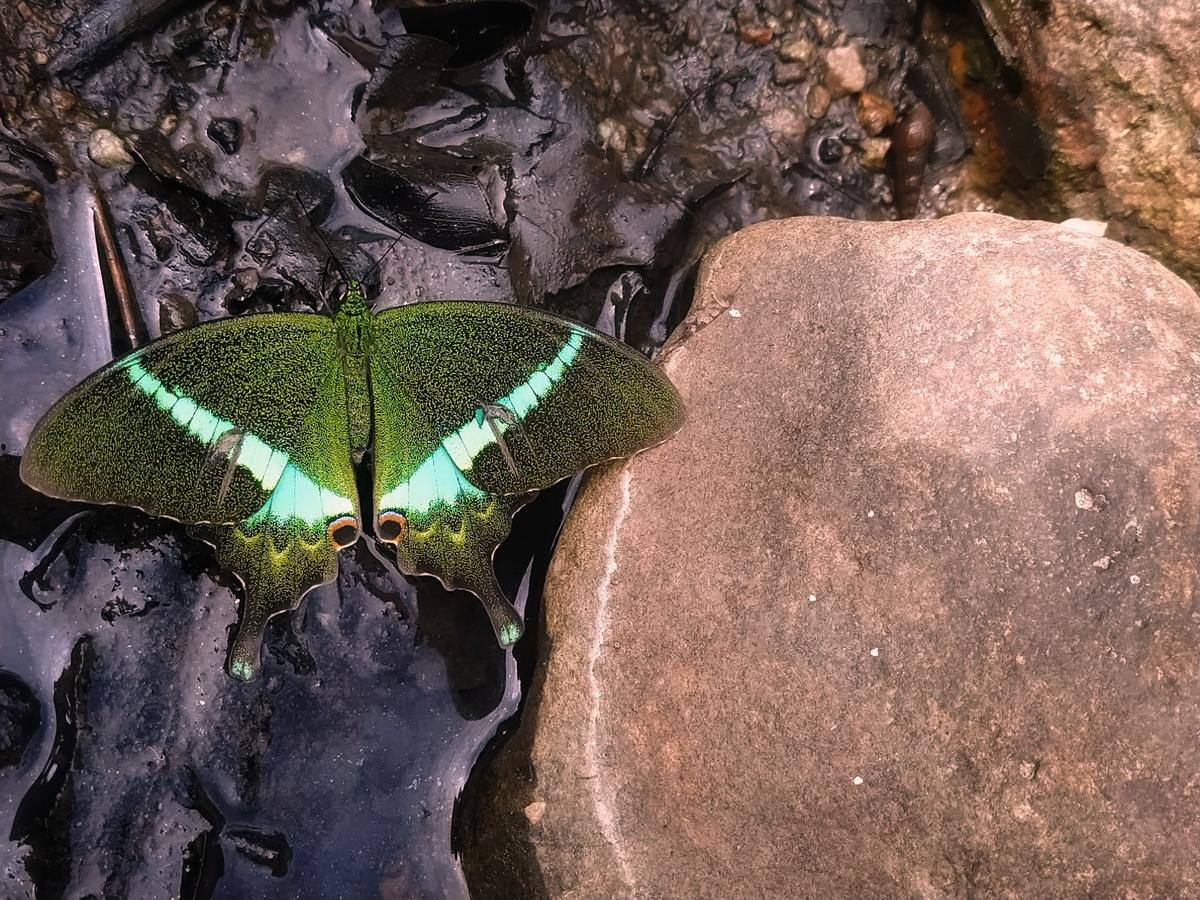 A butterfly spotted along the way