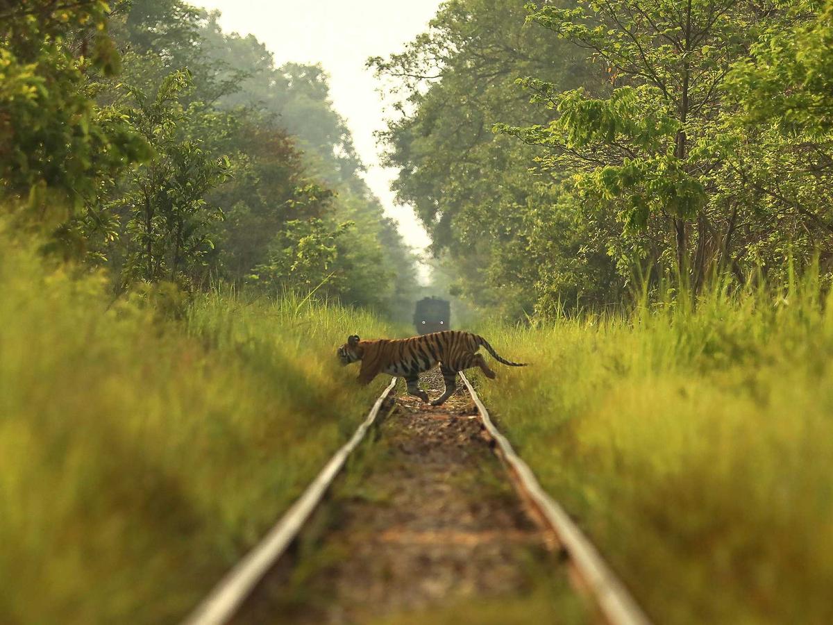 Apart from the recognition for wildlife photographers, NIF also wants to highlight conservation and environmental issues through images and photo stories Apart from the recognition for wildlife photographers, NIF also wants to highlight conservation and environmental issues through images and photo stories