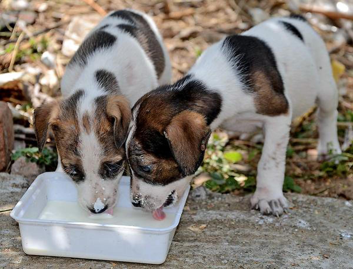 Can dogs survive on vegetarian food? - The Hindu