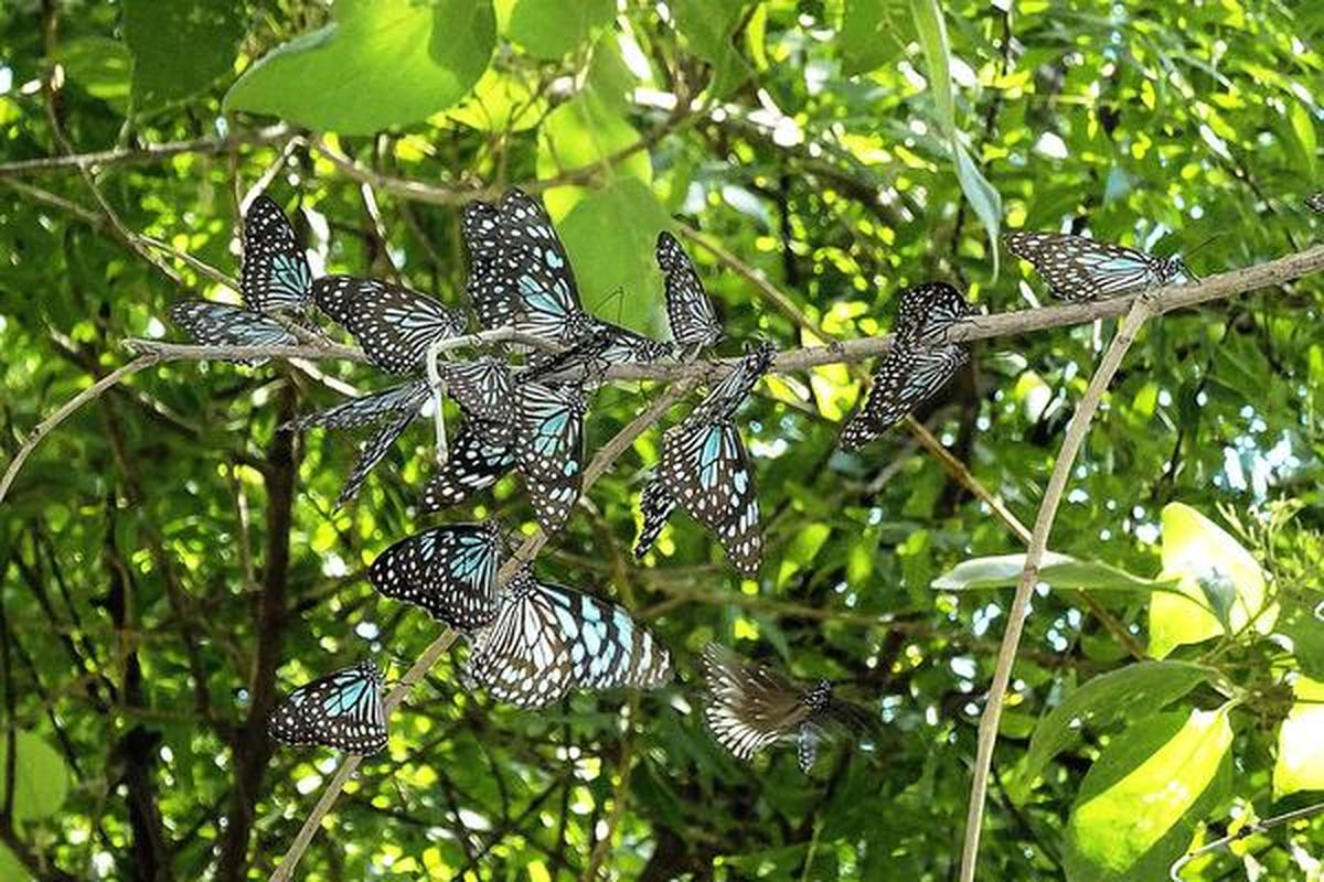 From East to West, butterflies are the best - The Hindu