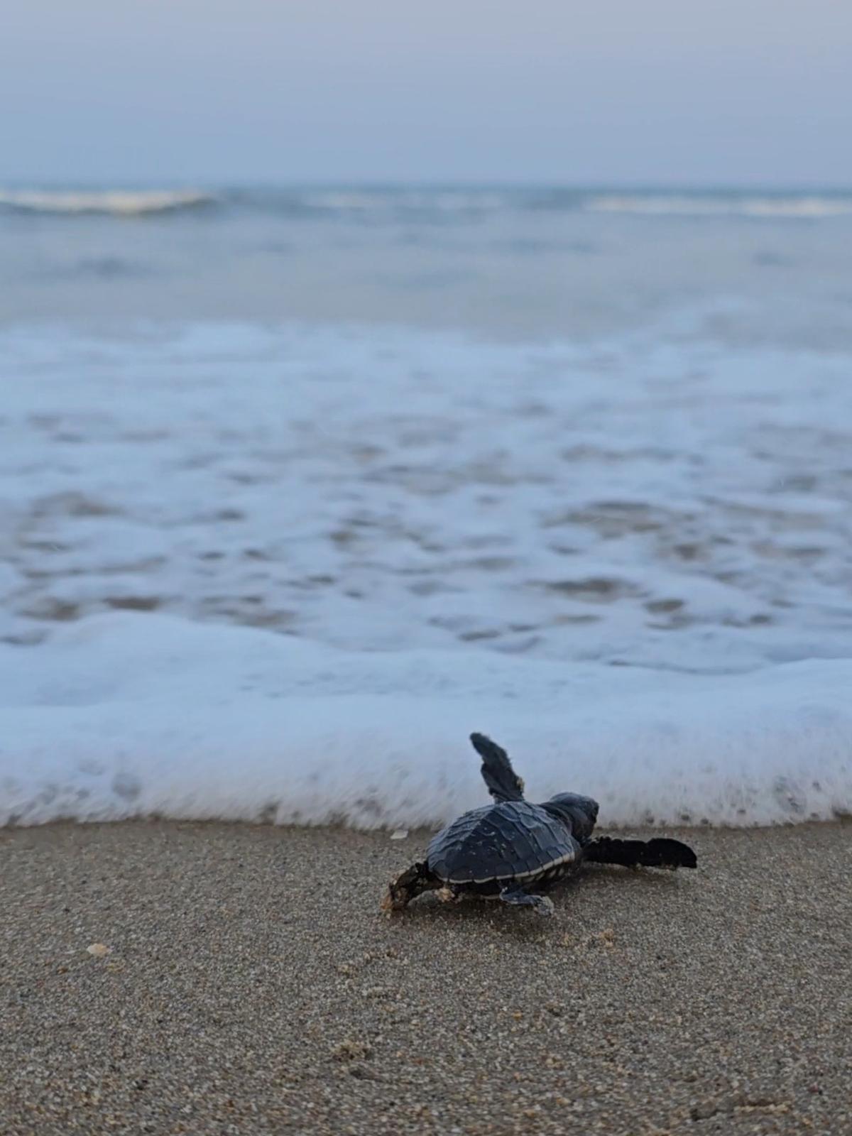 With coordinated night patrols and closer monitoring, fewer nests go unnoticed. 