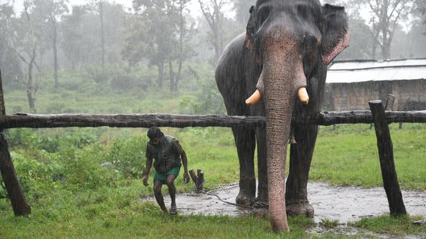 A day in the life of an elephant and its mahout at Theppakadu camp in Mudumalai