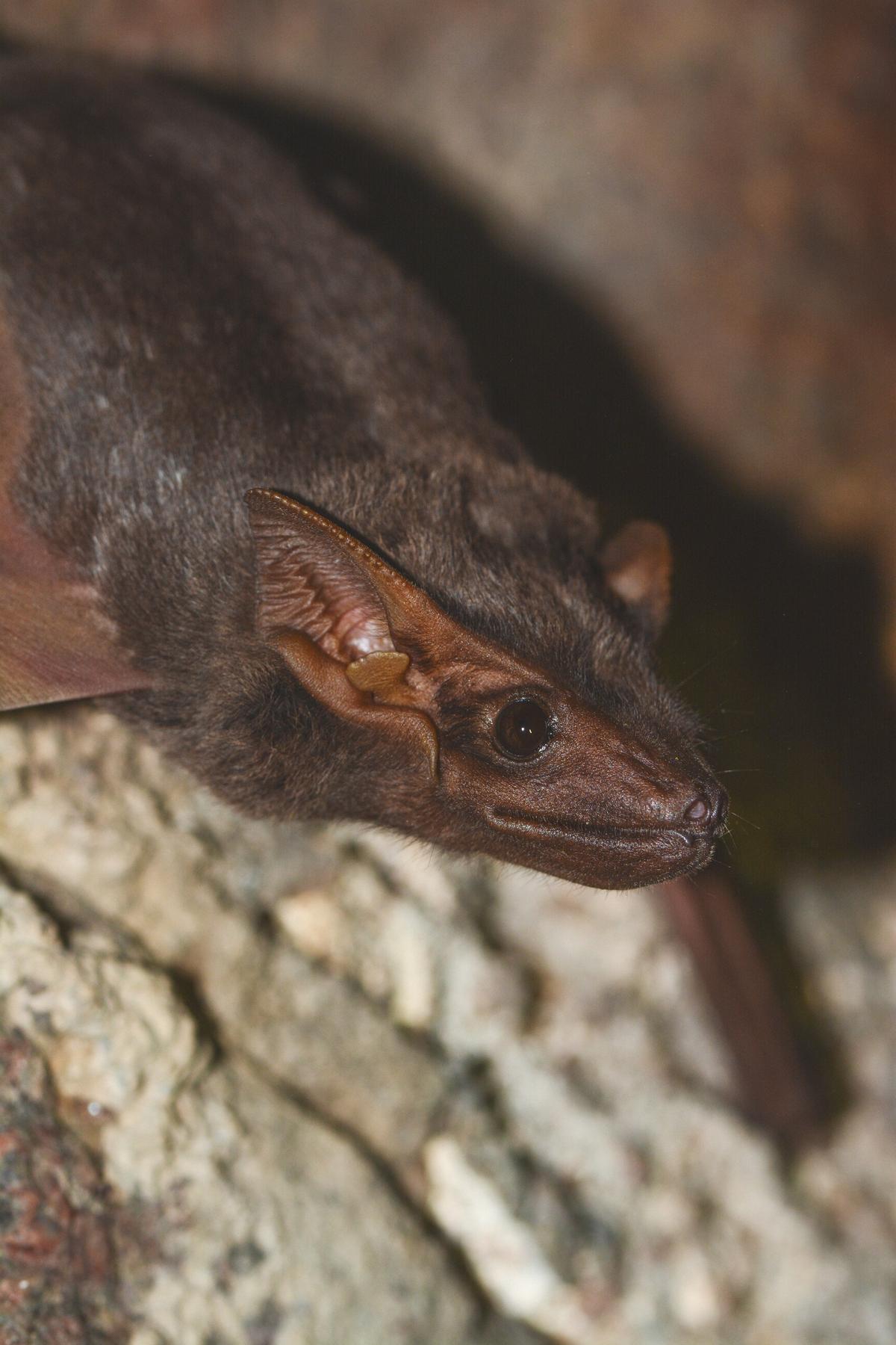 A long-winged tomb bat from Golconda Fort in Hyderabad