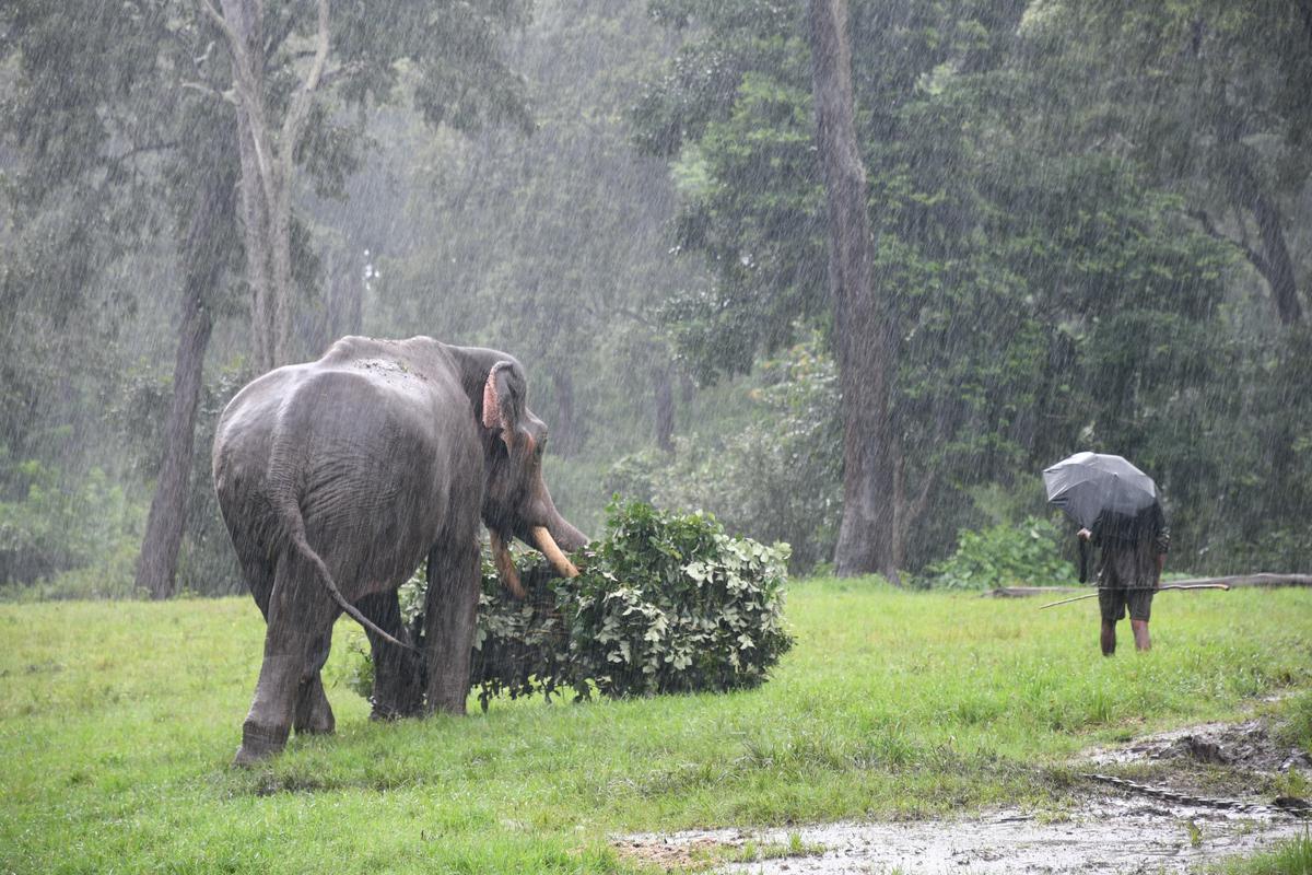 An elephant and its mahout at Theppakadu elephant camp
