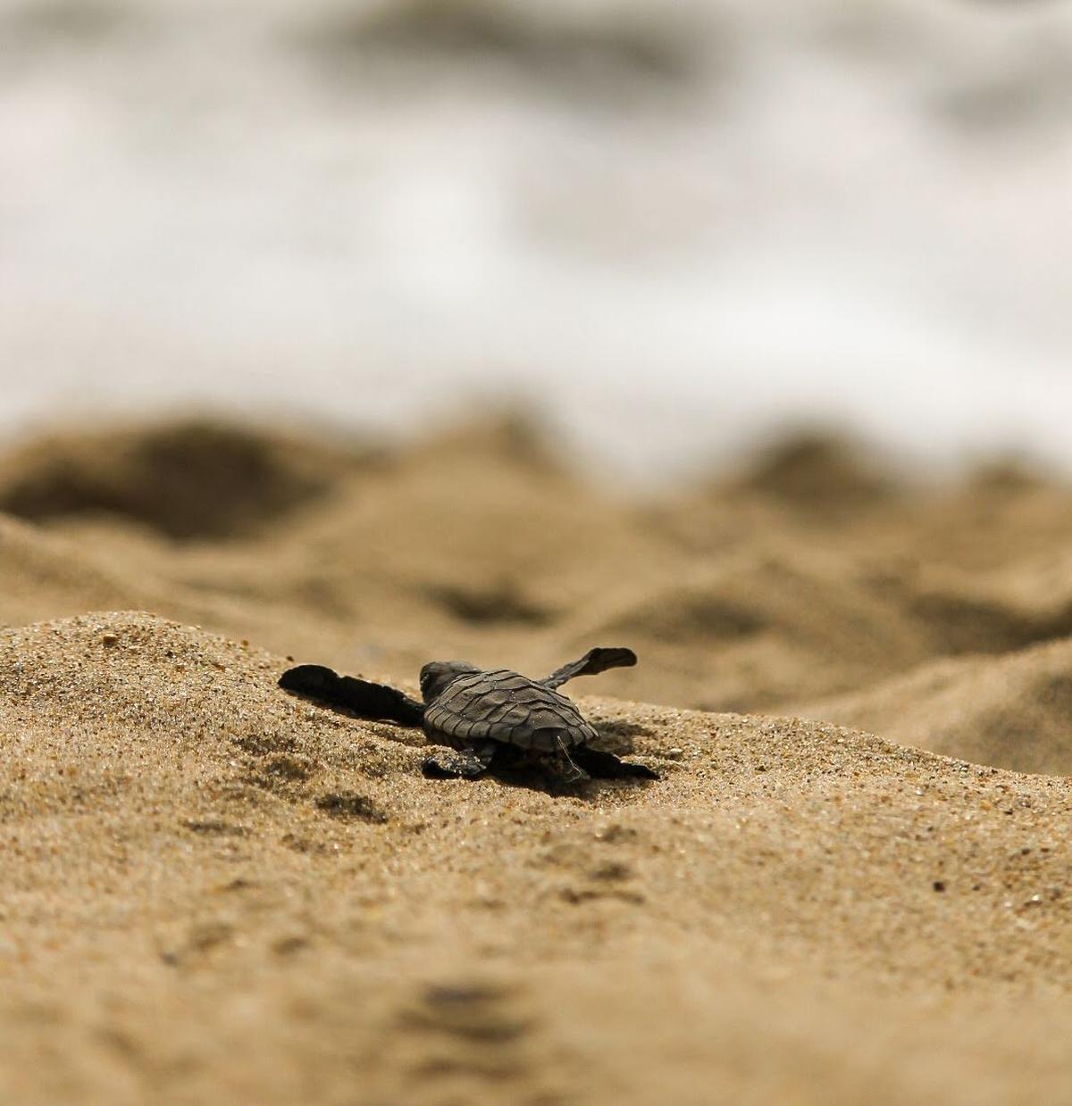 On any given patrol, first-timers walk alongside veterans who have been scanning these shores for years. 