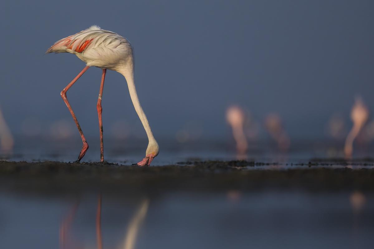 Flamingoes are filter feeders, they sweep their beaks through shallow water and use comb-like structures inside the beak to filter out tiny organisms