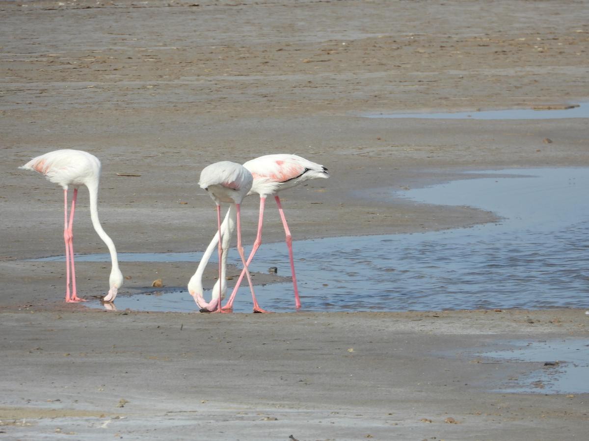 Flamingoes spotted on the way to Dholavira