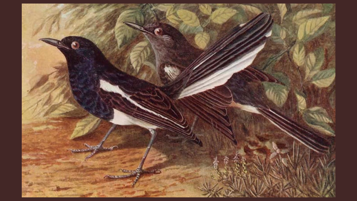 Forty-three and fleeting | Oriental magpie-robins and nature’s way