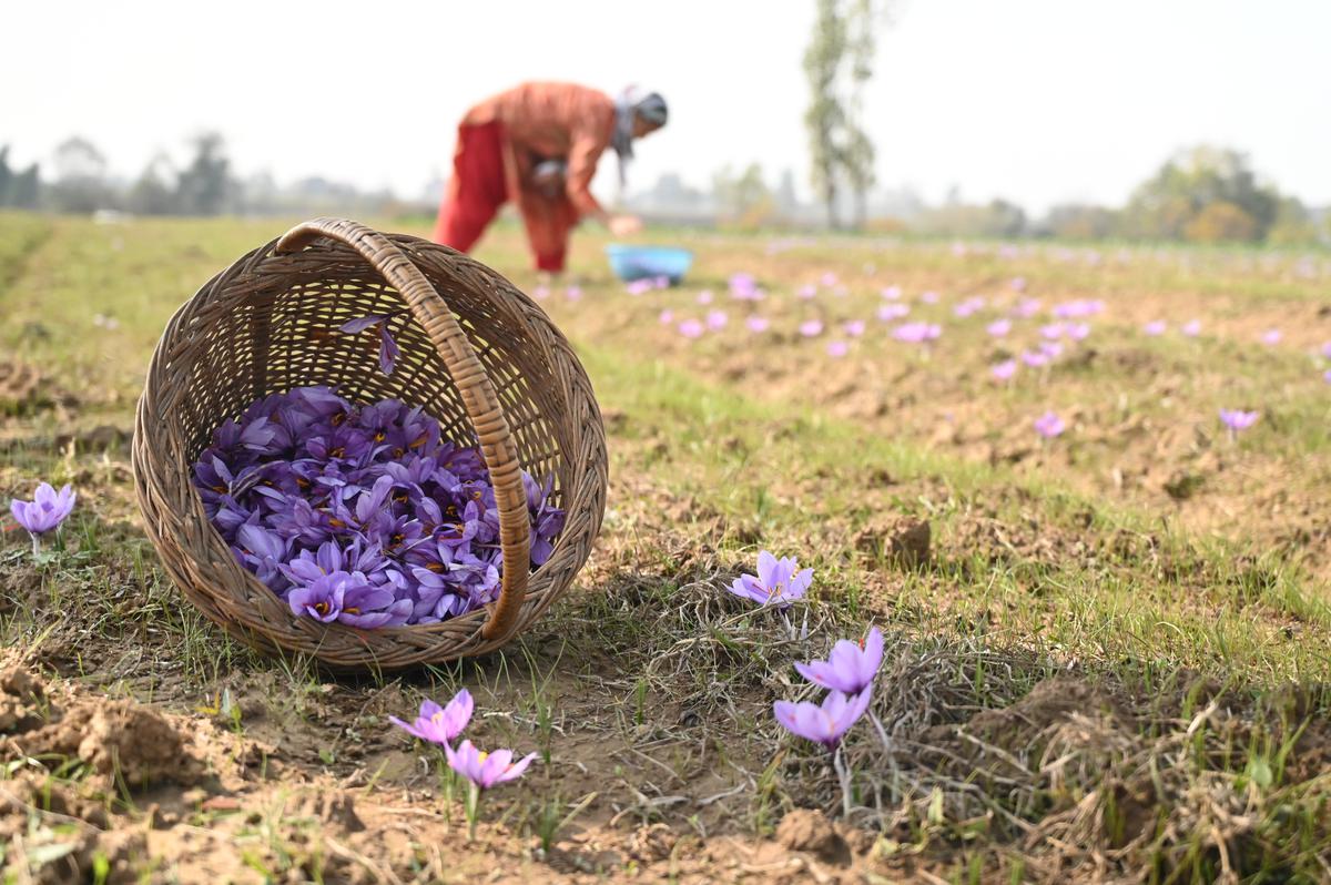 Saffraanbloemen worden geoogst voor Kanz & Muhul