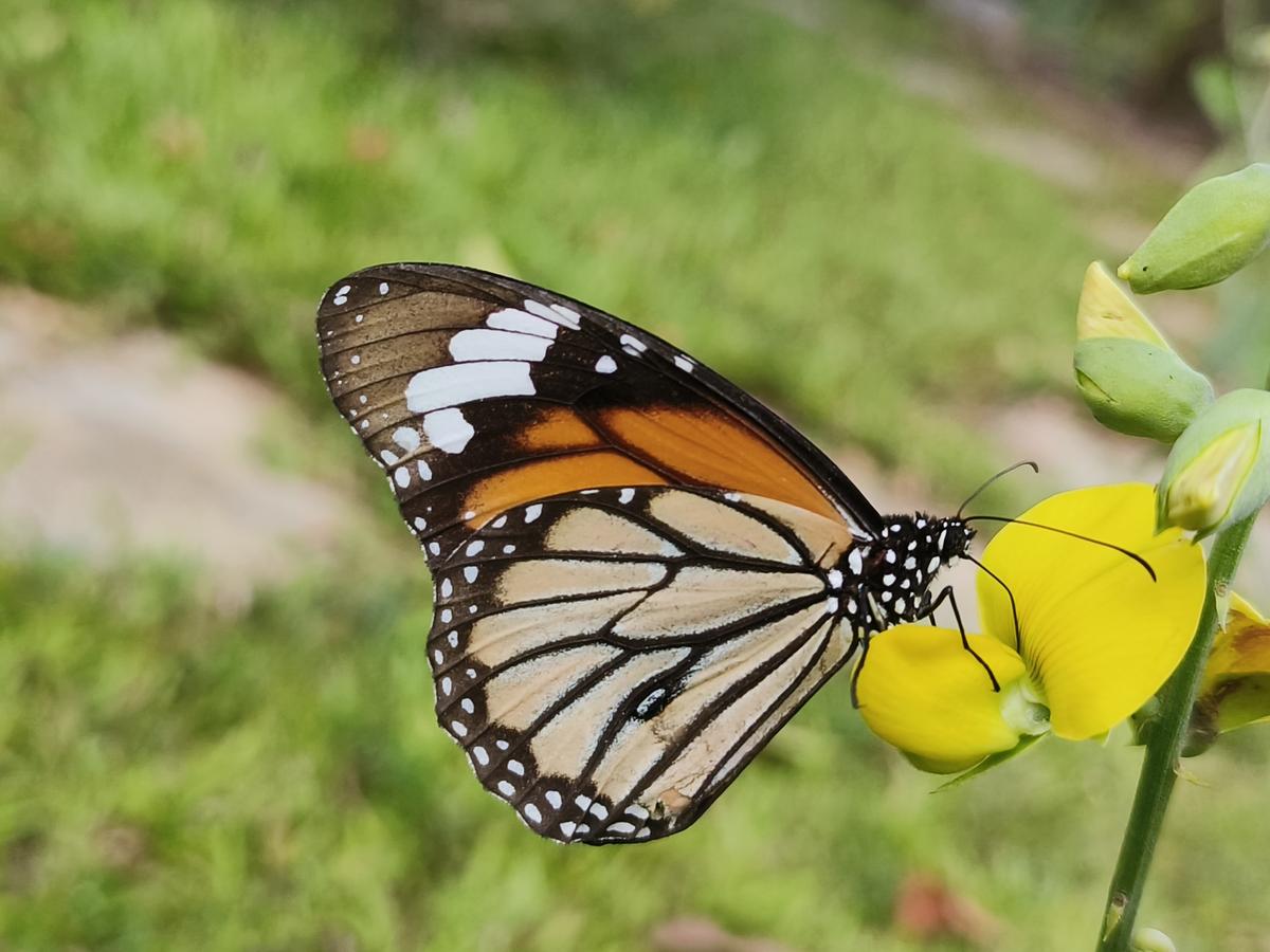 Earth Day 2026: How Nature walks, parks, and trails are sparking a new conservation movement
