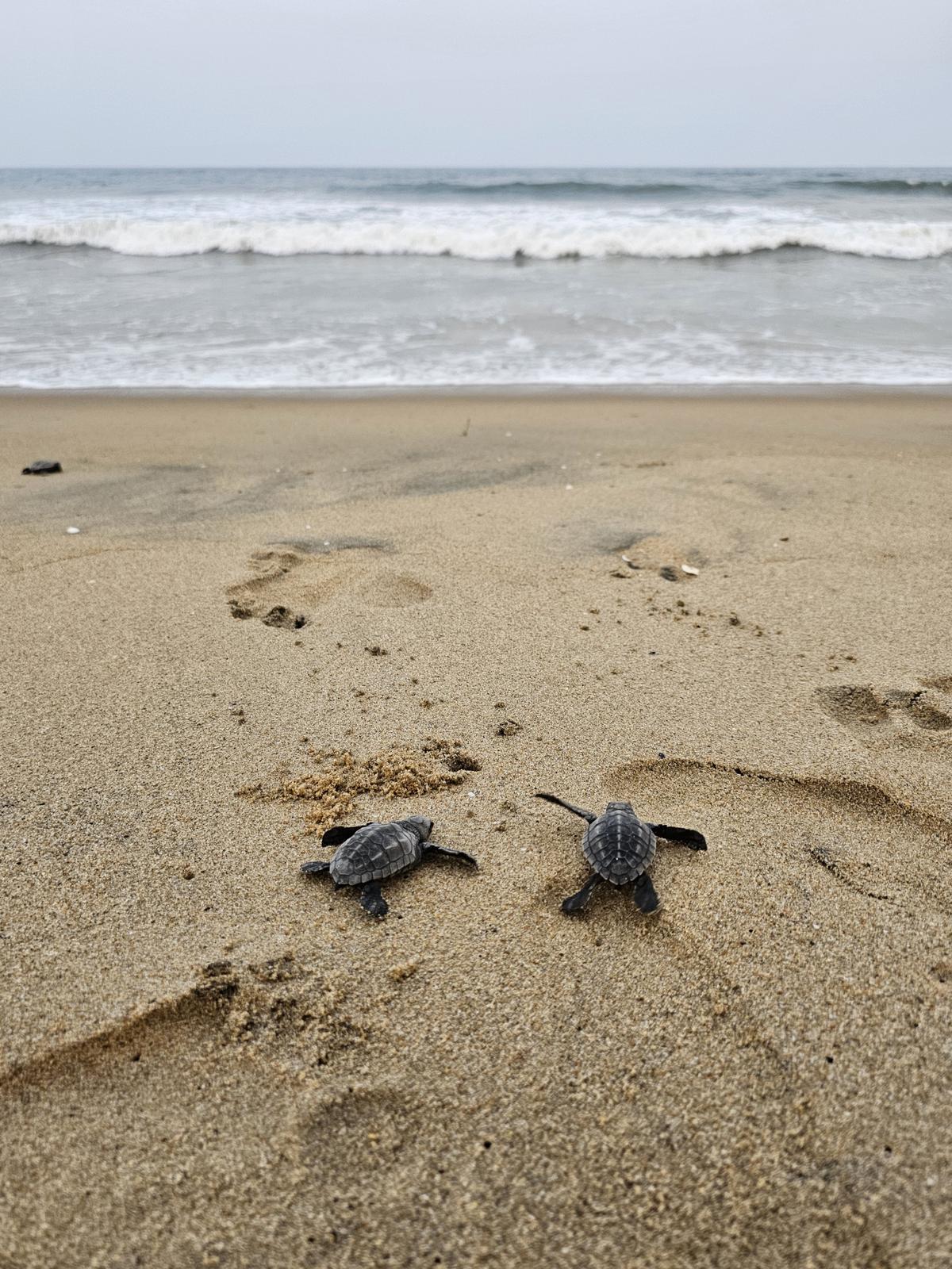 The scale of the effort extends far beyond one night’s walk.