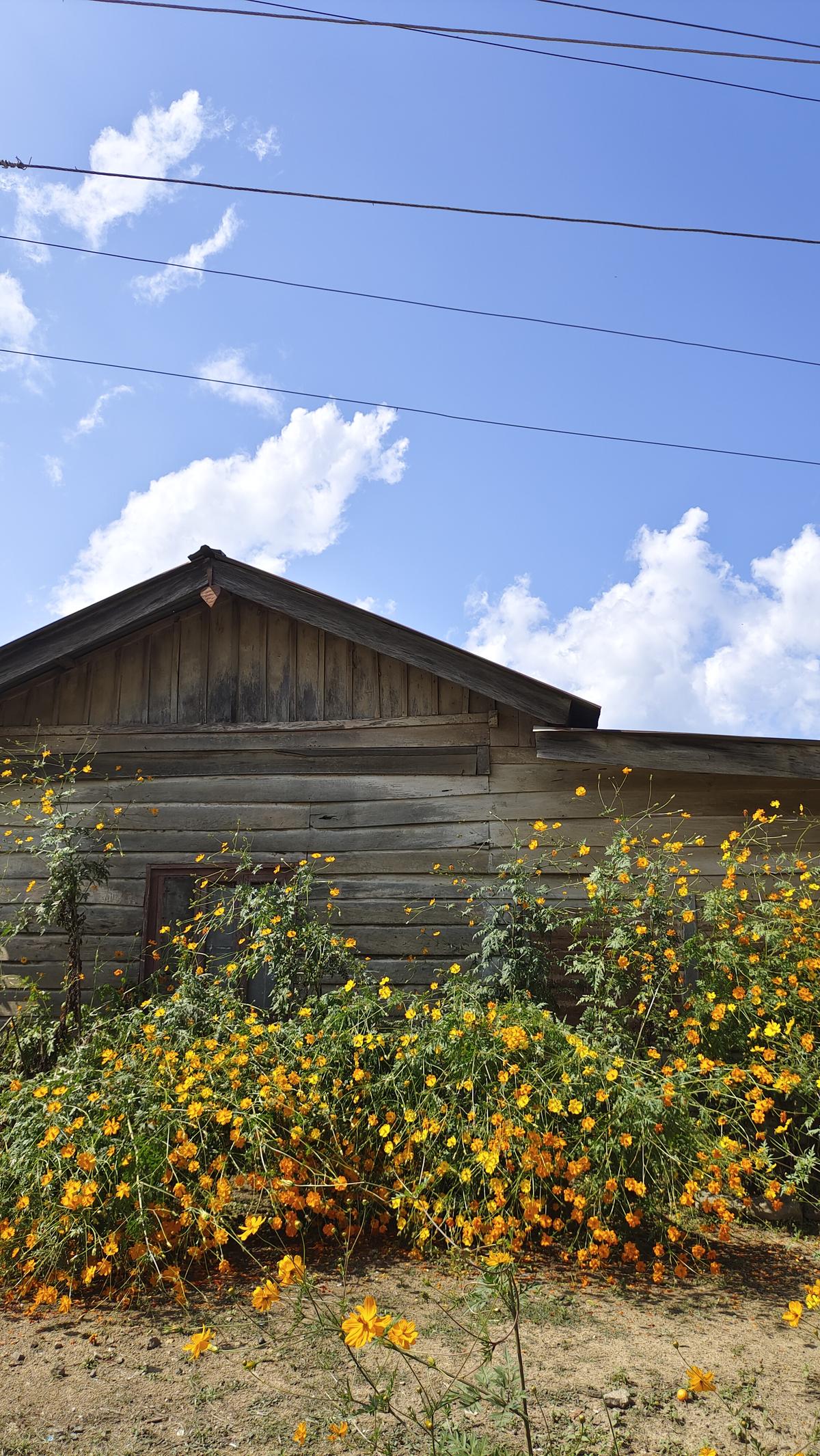 Cosmos blossoms at the Ramva Village in Ukhrul, Manipur