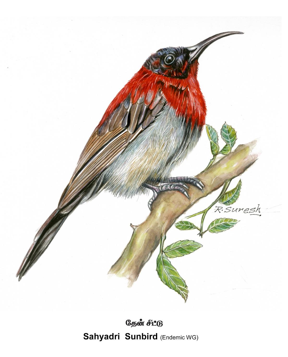 Vigors’s sunbird Vigors’s sunbird
