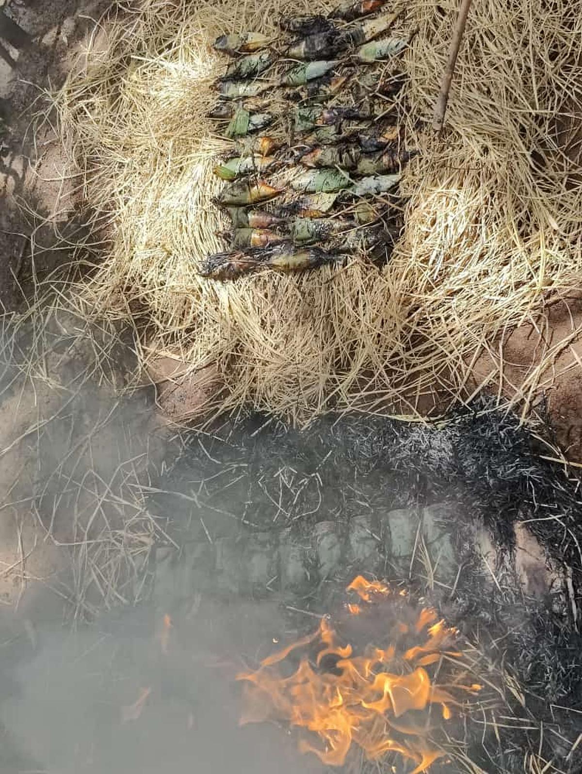 Cooking river fish in hay the traditional Goan way, wrapped in banana leaves