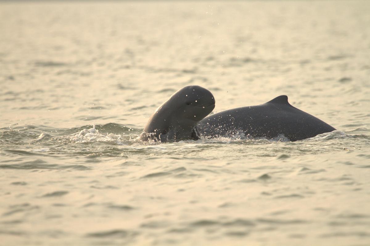 The elusive Irrawaddy dolphins, unlike their more flamboyant bottle-nosed counterparts, are shy animals. The elusive Irrawaddy dolphins, unlike their more flamboyant bottle-nosed counterparts, are shy animals.