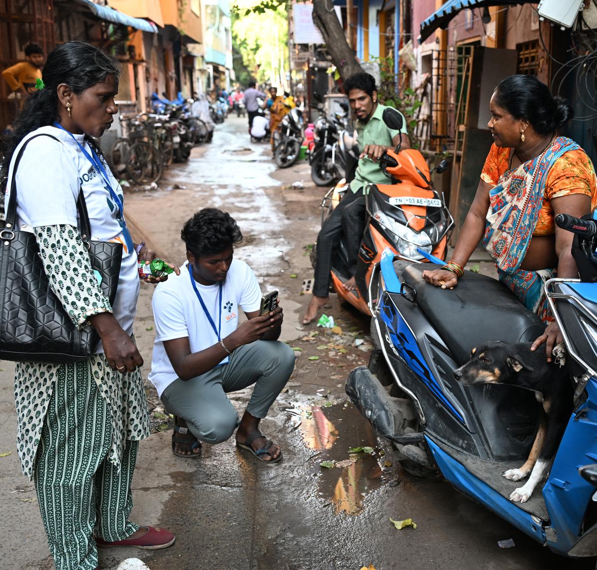 The city-wide stray dog census The city-wide stray dog census