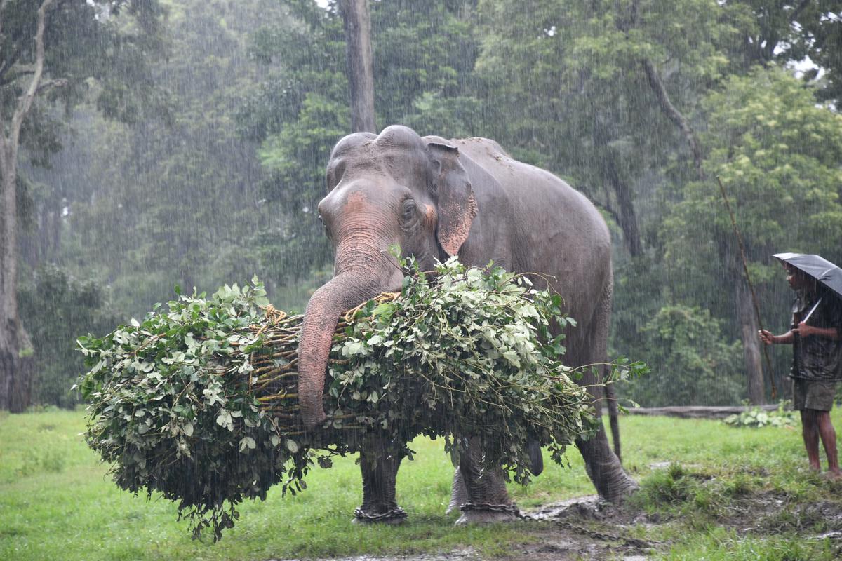Mahouts have transformed the lives of their elephants  