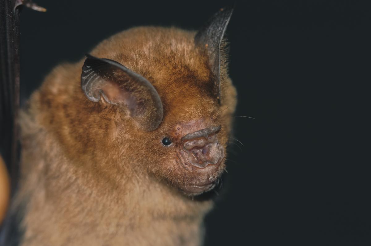 Schneider’s leaf-nosed bat from the underground Siva temple in Hampi.