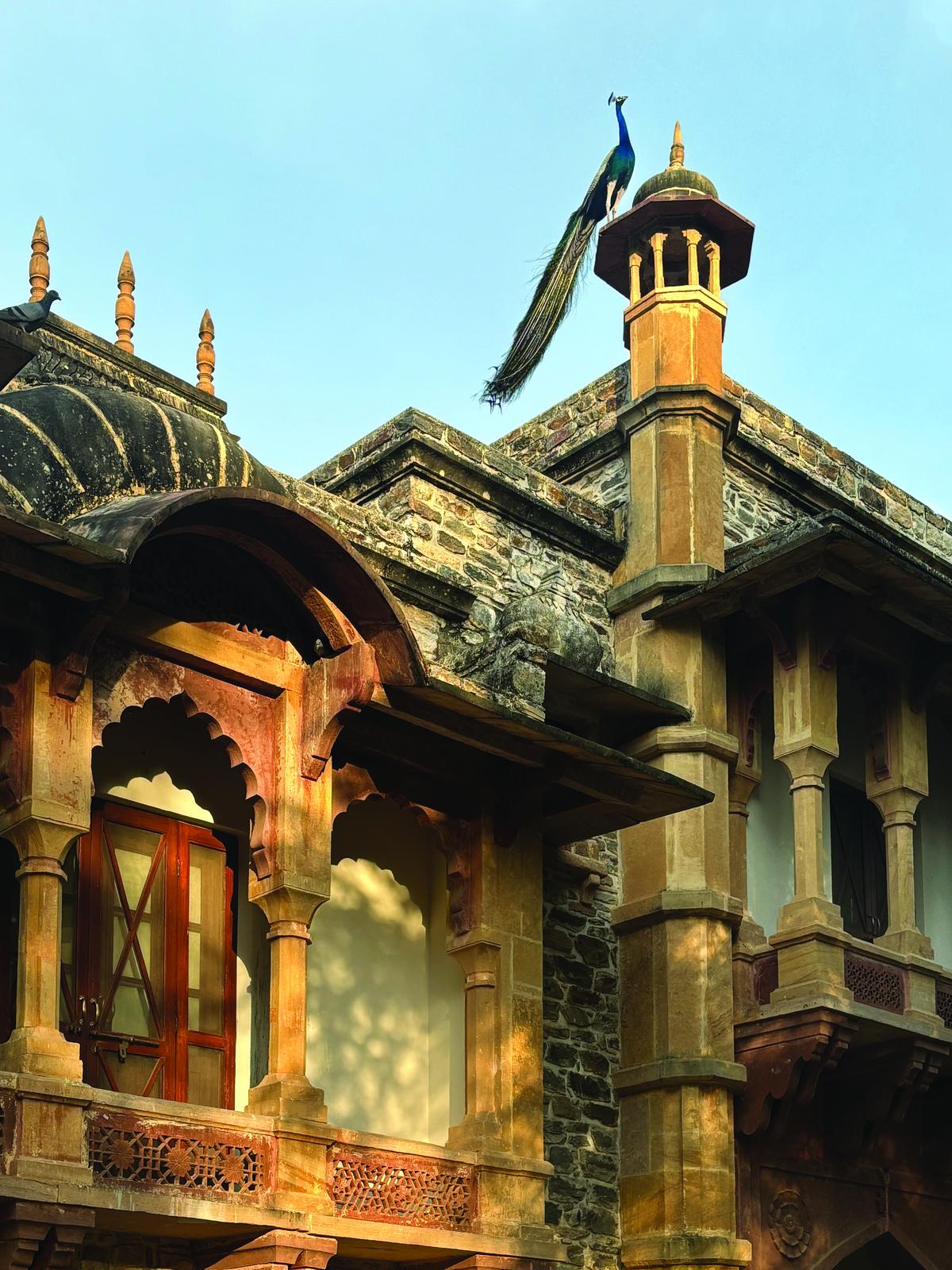 मेयो में, मोर आपका रास्ता काटते हुए, शाम को छतों पर नाचते हुए दिखेंगे