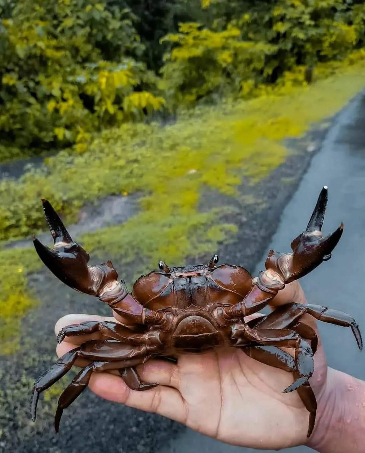 Mud crab