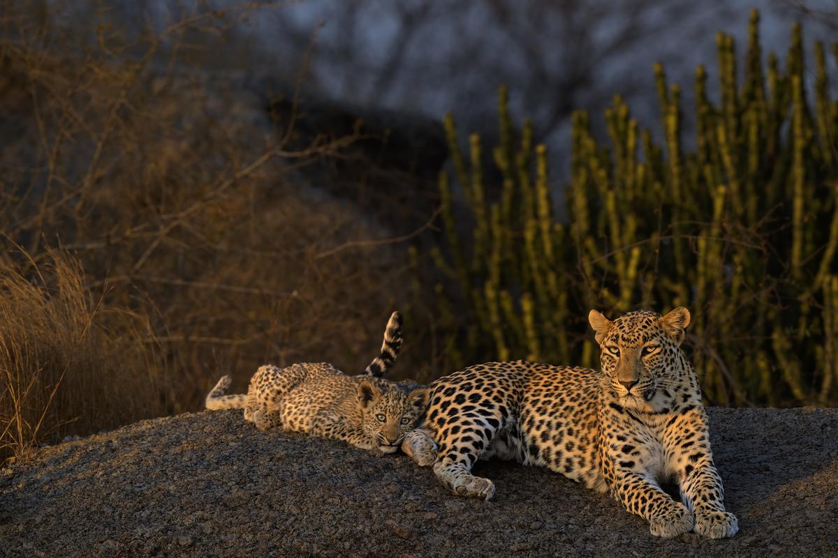 Leopards in Ranthambore