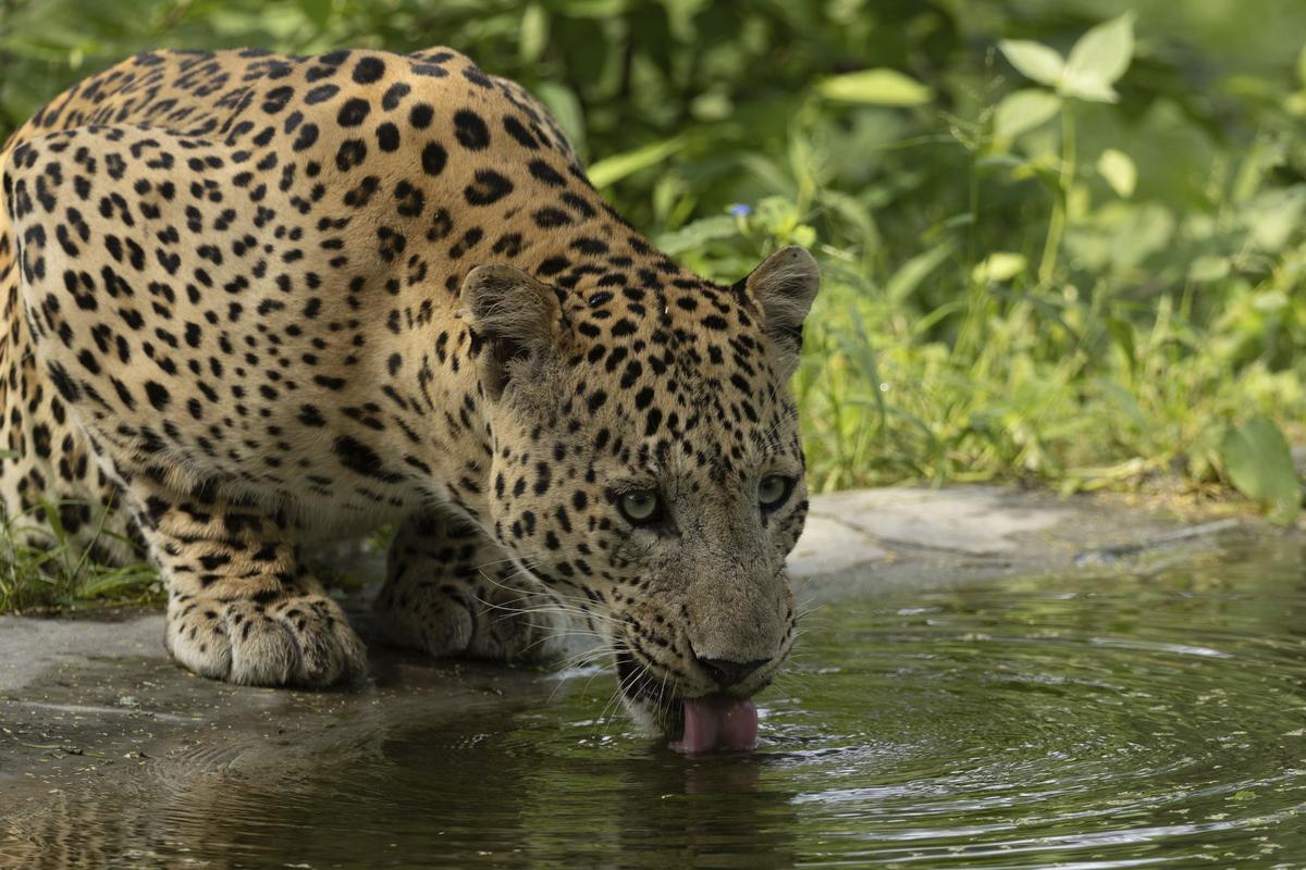 Rana bebendo água de um poço artificial na floresta de Jhalana. 