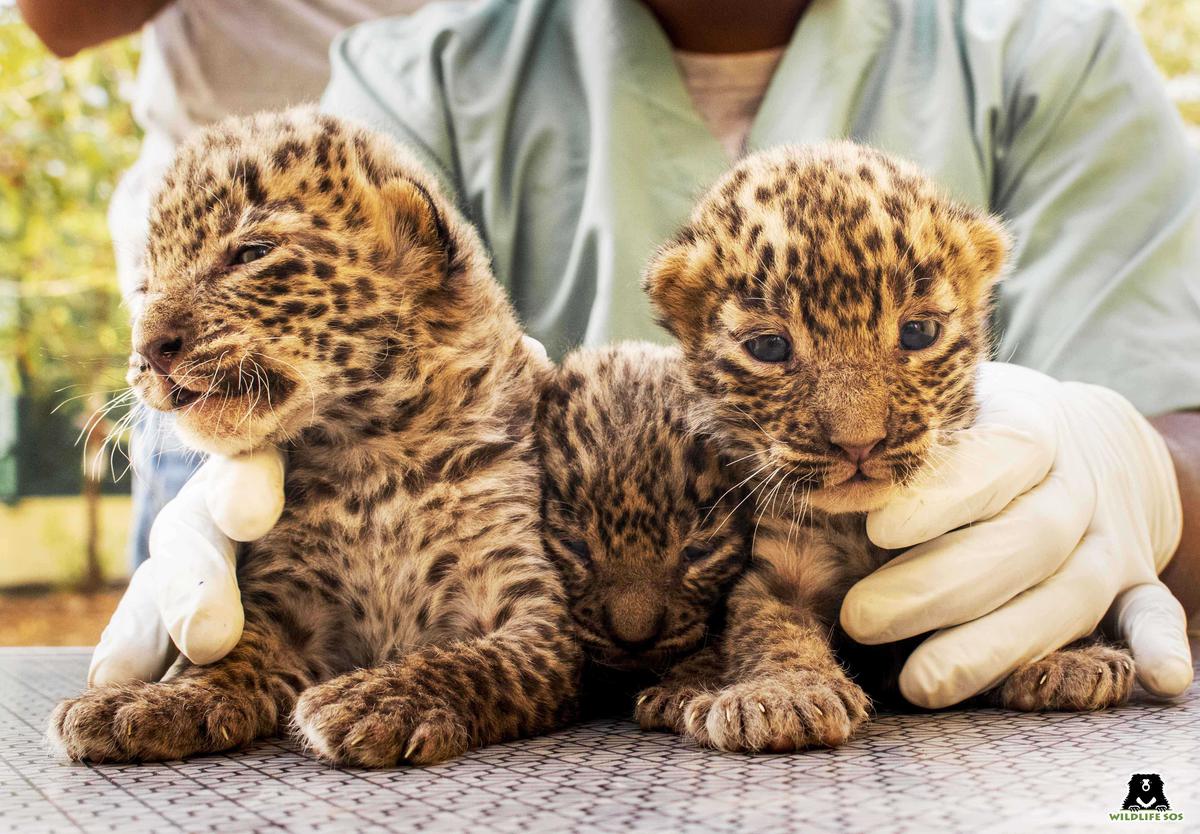 The cubs were taken to Wildlife SOS Leopard Rescue Center for medical examination.