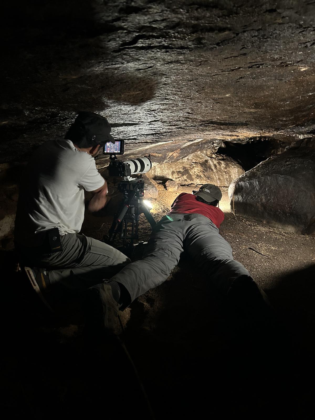 Bats are often found in the heart of our cities Bats are often found in the heart of our cities