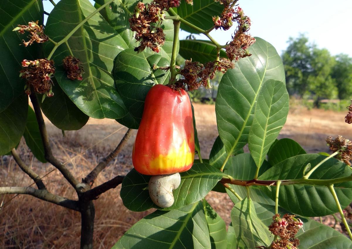Urrak: Goa’s liquid summer soul