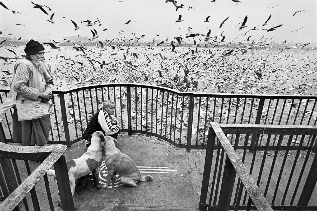 Feeding Seagulls on the Jamuna, Delhi, 1995