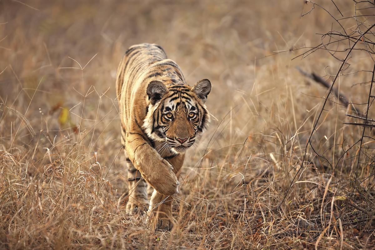Spotting tigers