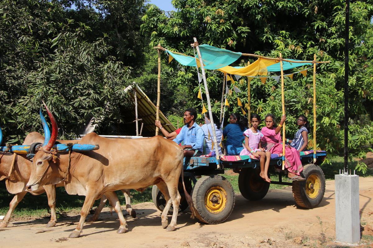 A bullock cart ride