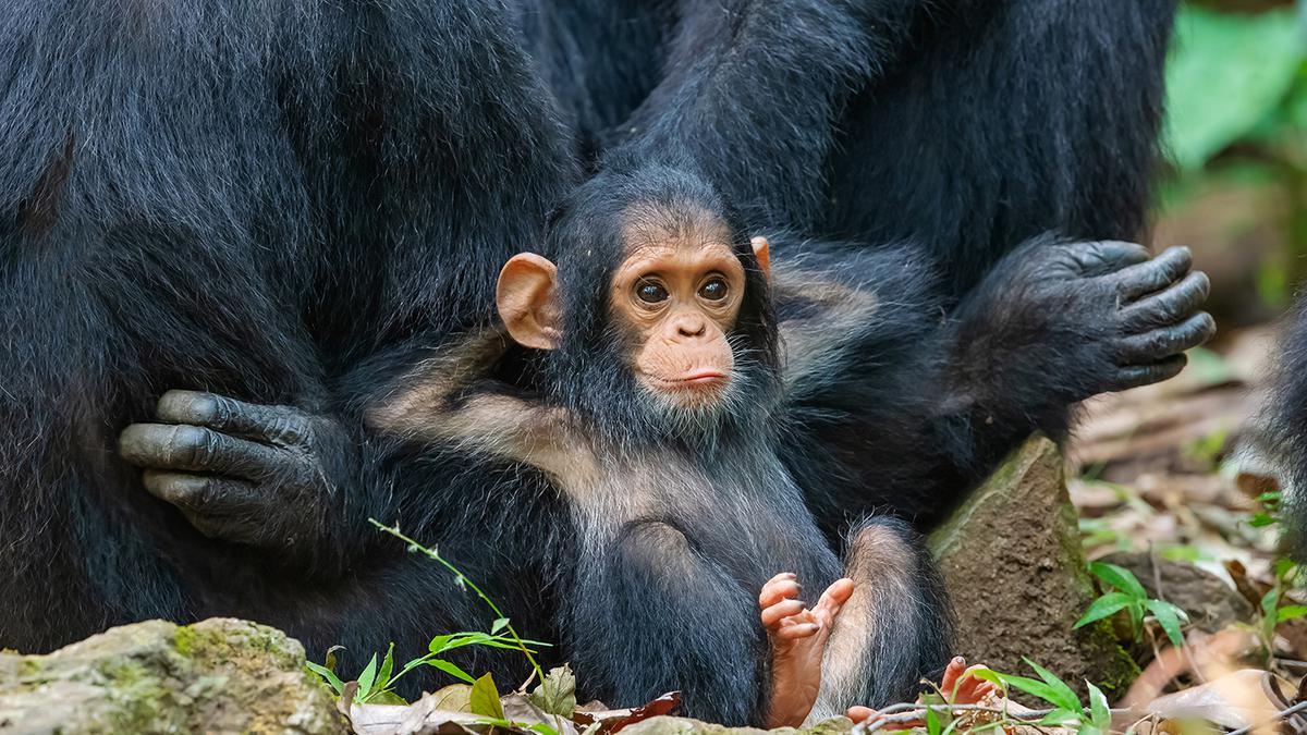 This World Earth Day, learn about the world’s endangered species in British photographer Graeme Green’s latest book, ‘The New Big 5’