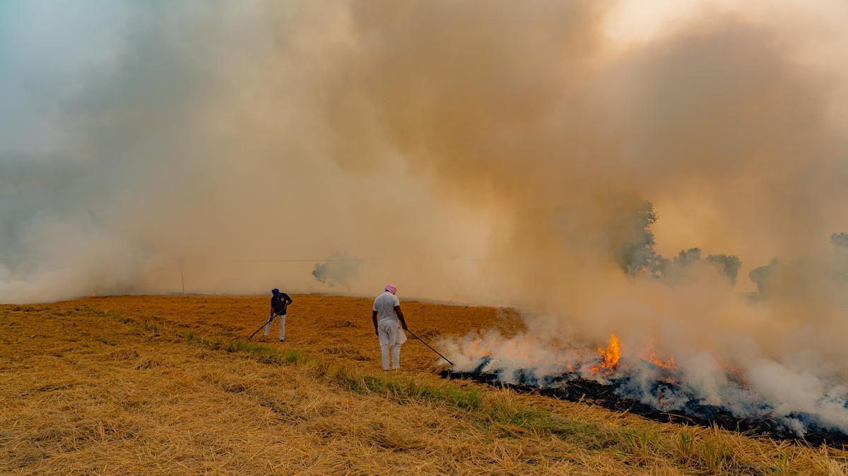 Stubble – The Farmer’s Bane by Shaz Syed explores the severe air pollution crisis in northern India