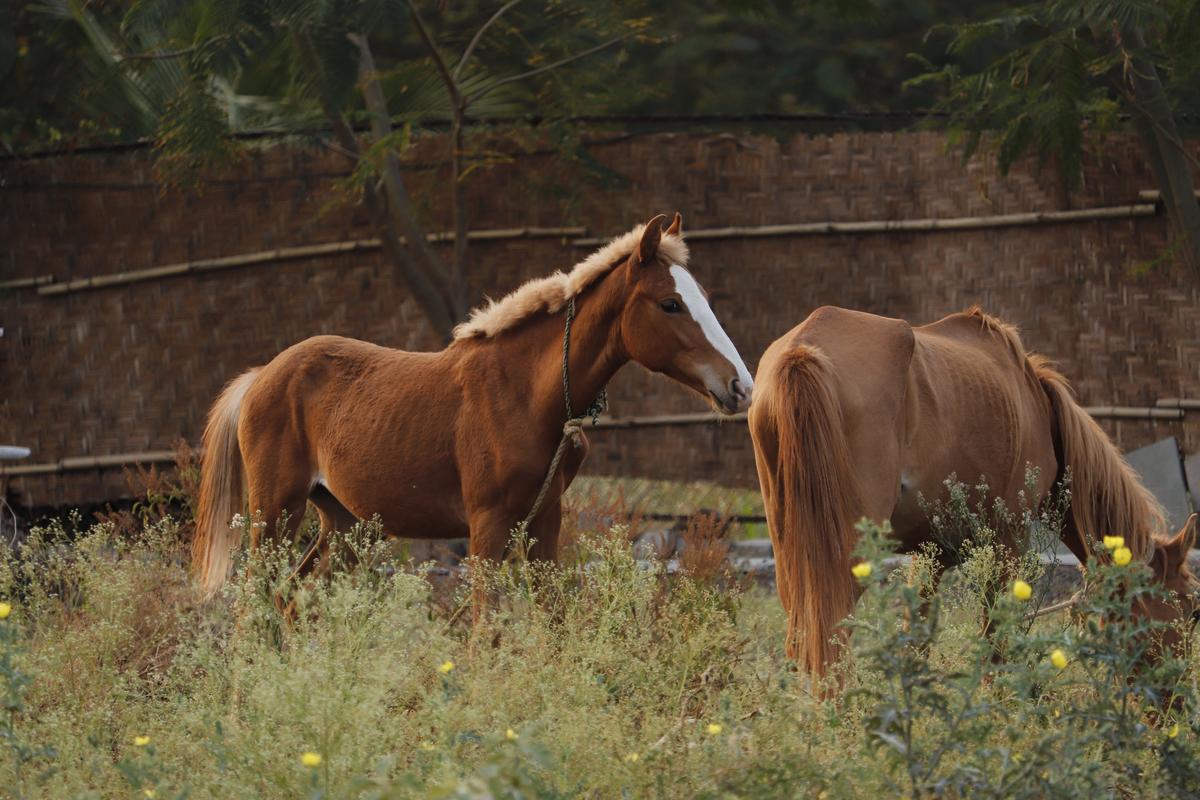 Dhyaana Farms is a 14-acre organic farm