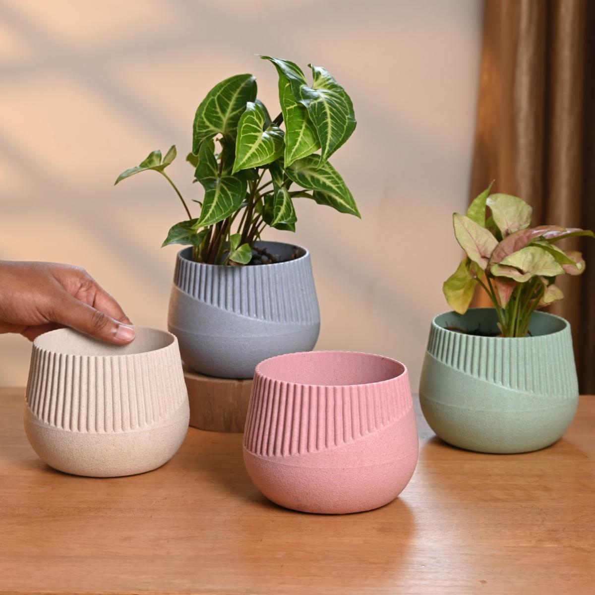 Planters made with rice husk at Eha Planters made with rice husk at Eha