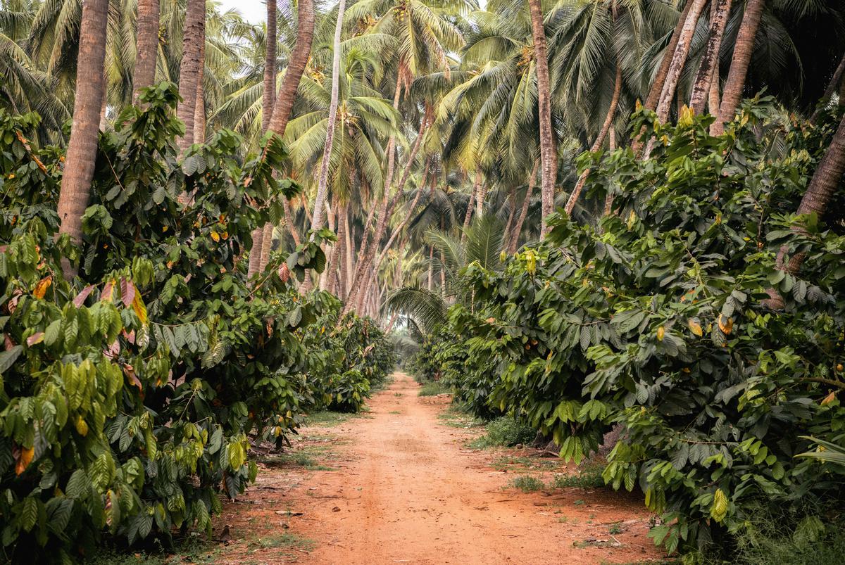 The cacao farms in West Godavari District, AP