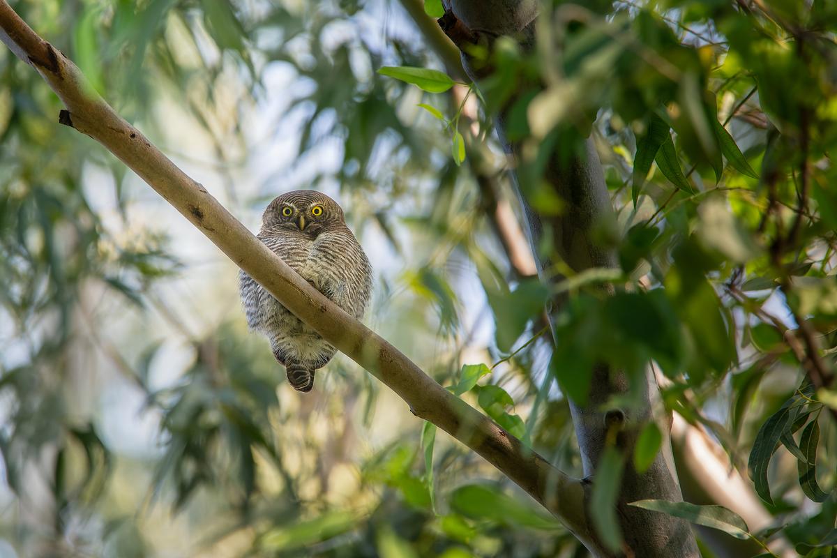 This upcoming monsoon season, the team plans to incorporate an additional 35 to 40 new plant species into the biosphere