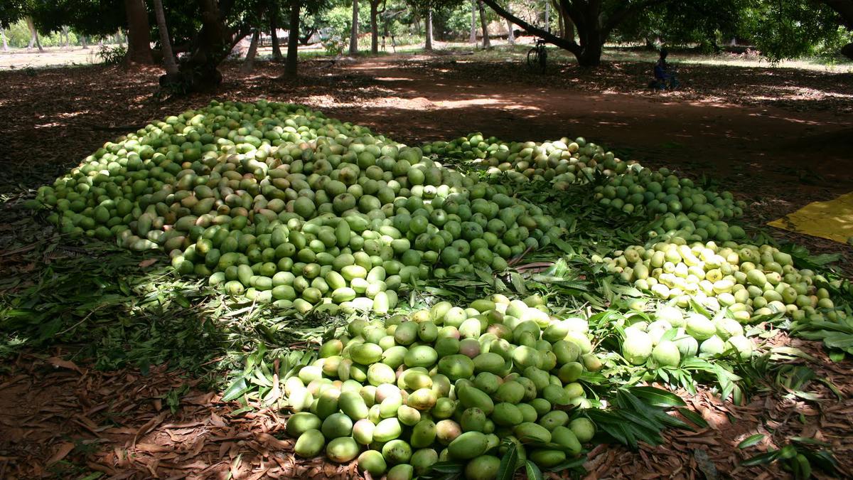 Go mango-picking in Chennai at The Great Mango Festival