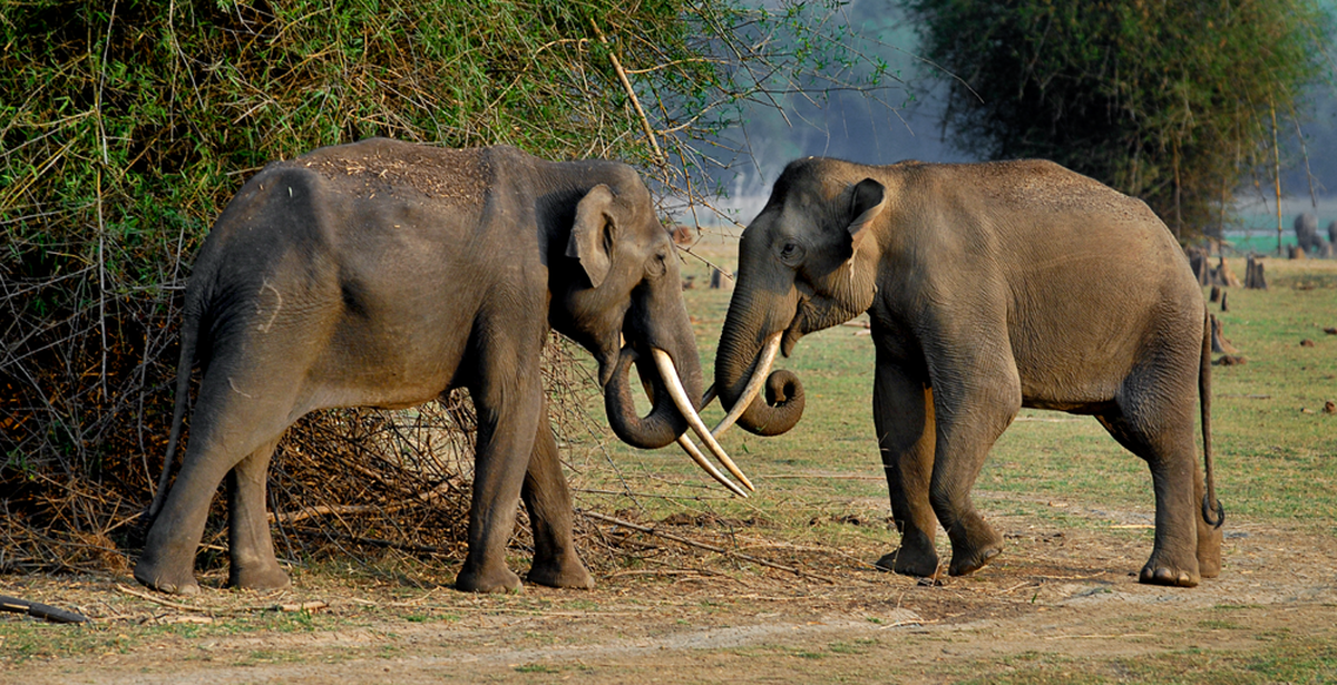 Elephants spotted at Kabini