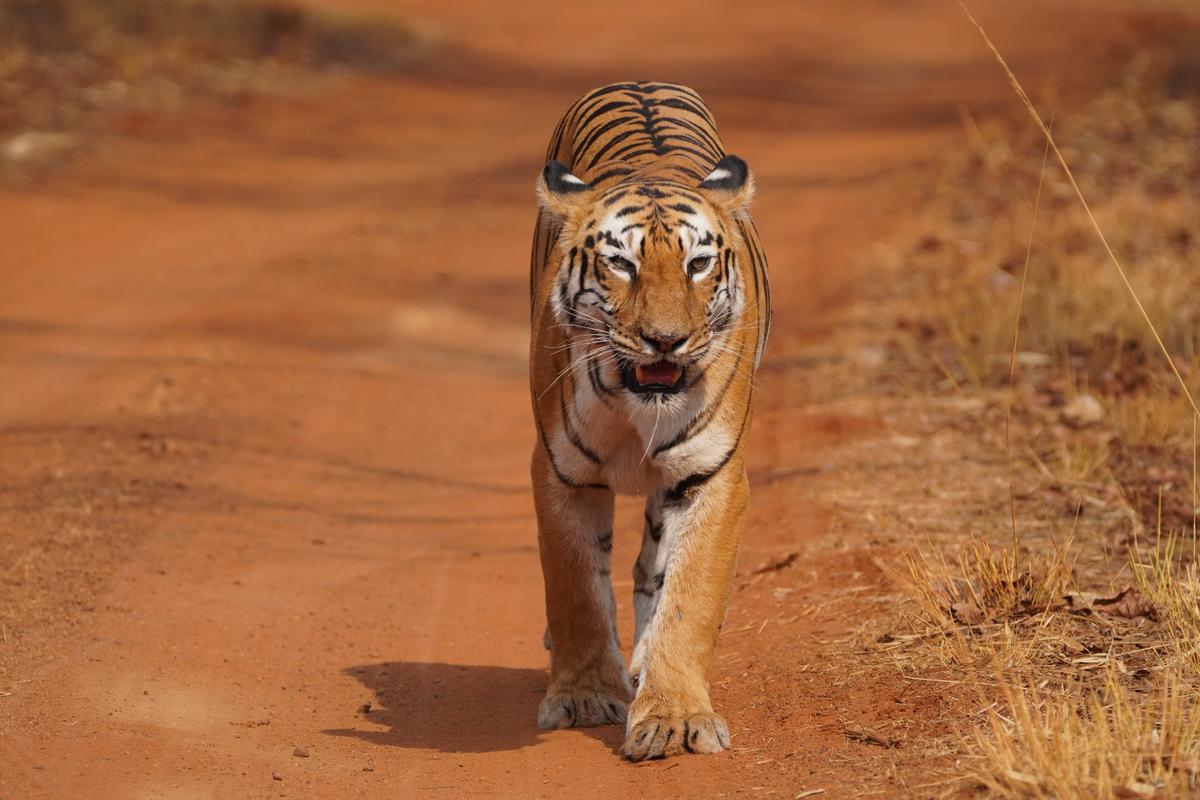 75% of the world’s tiger population thrives in India
