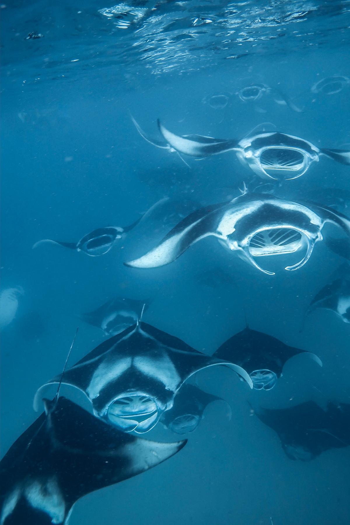 The best time to plan a manta spotting visit is between the months of June and November