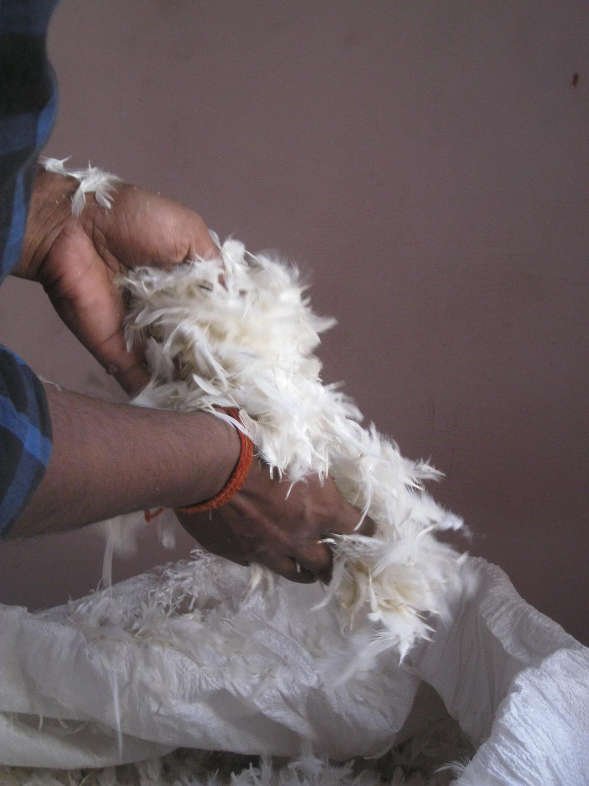Butchery waste, mainly feathers, is turned into fibre that can be made into stoles, shawls, mufflers and more