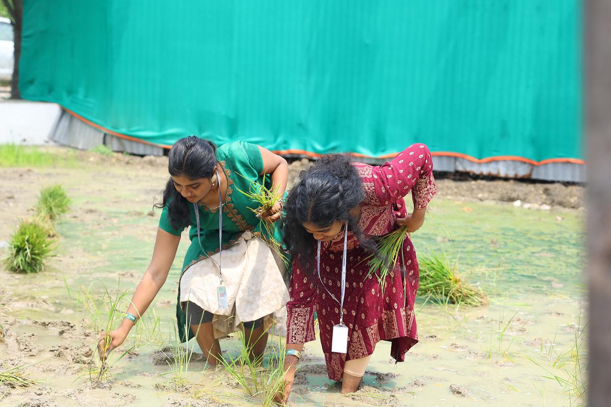 Women place rice saplings at Village Ticket.